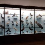 Naturhistorisches Museum, Wien